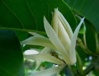 Penagobatan Gratis Bulan Suro 2015